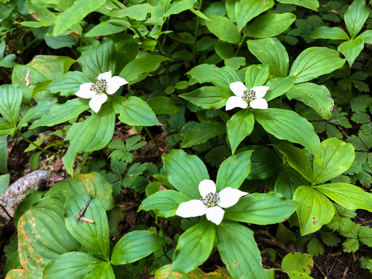 Wildflowers blooming on the Mt Pilchuck Trail