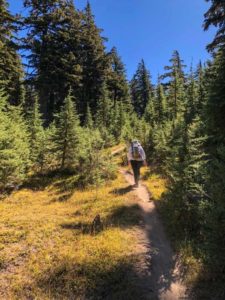 Sunny new growth on the forested Maiden Peak Trail