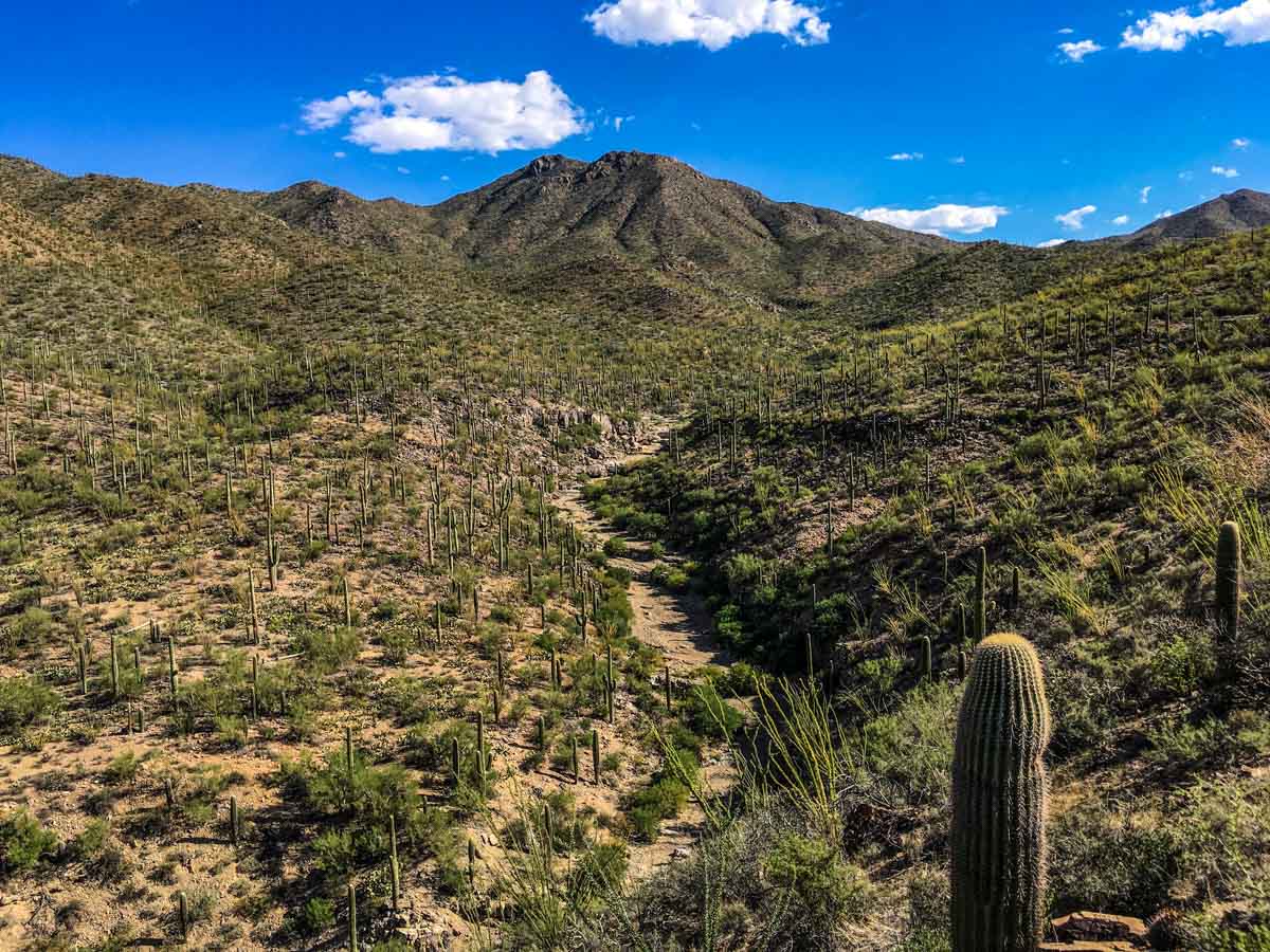 Hiking Wasson Peak in Saguaro National Park