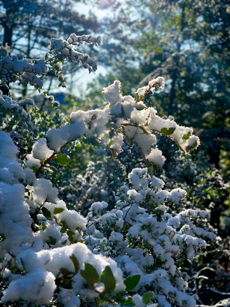 Snow covered trees