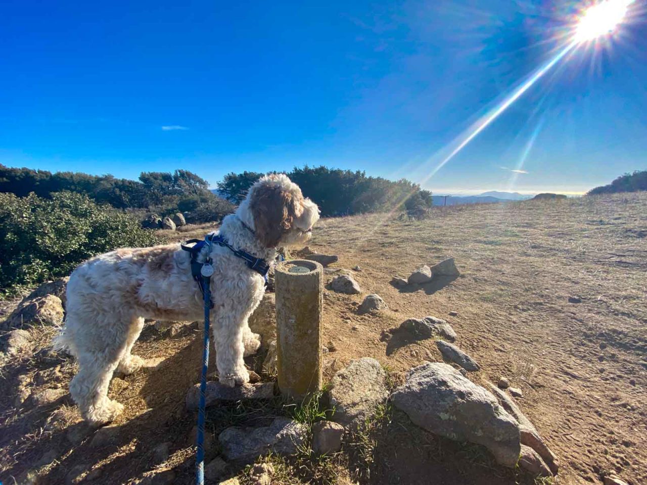 Lucy at the summit of Volcan Mountain