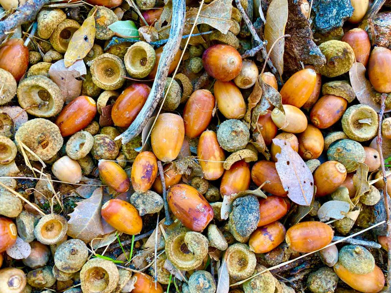 Acorns on Volcan Mountain