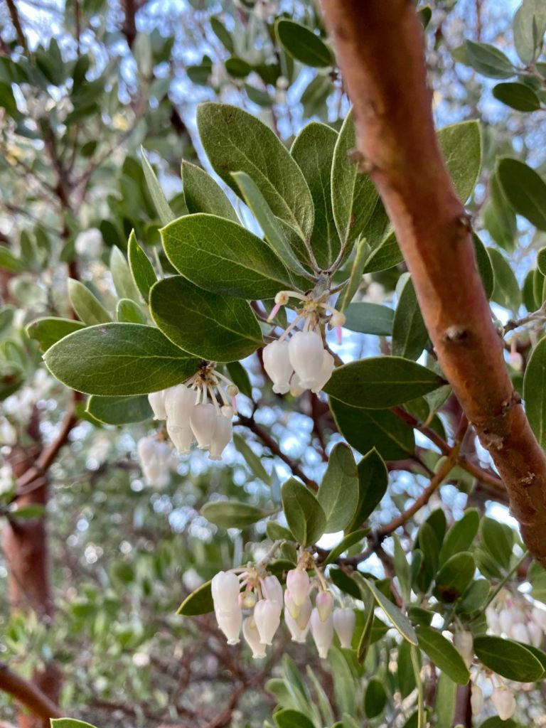 Manzanita blossoms on Volcan Mountain