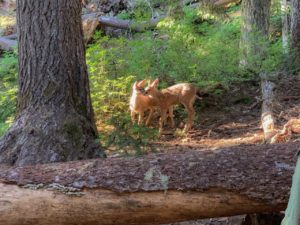 Deer at Devils Dream Camp