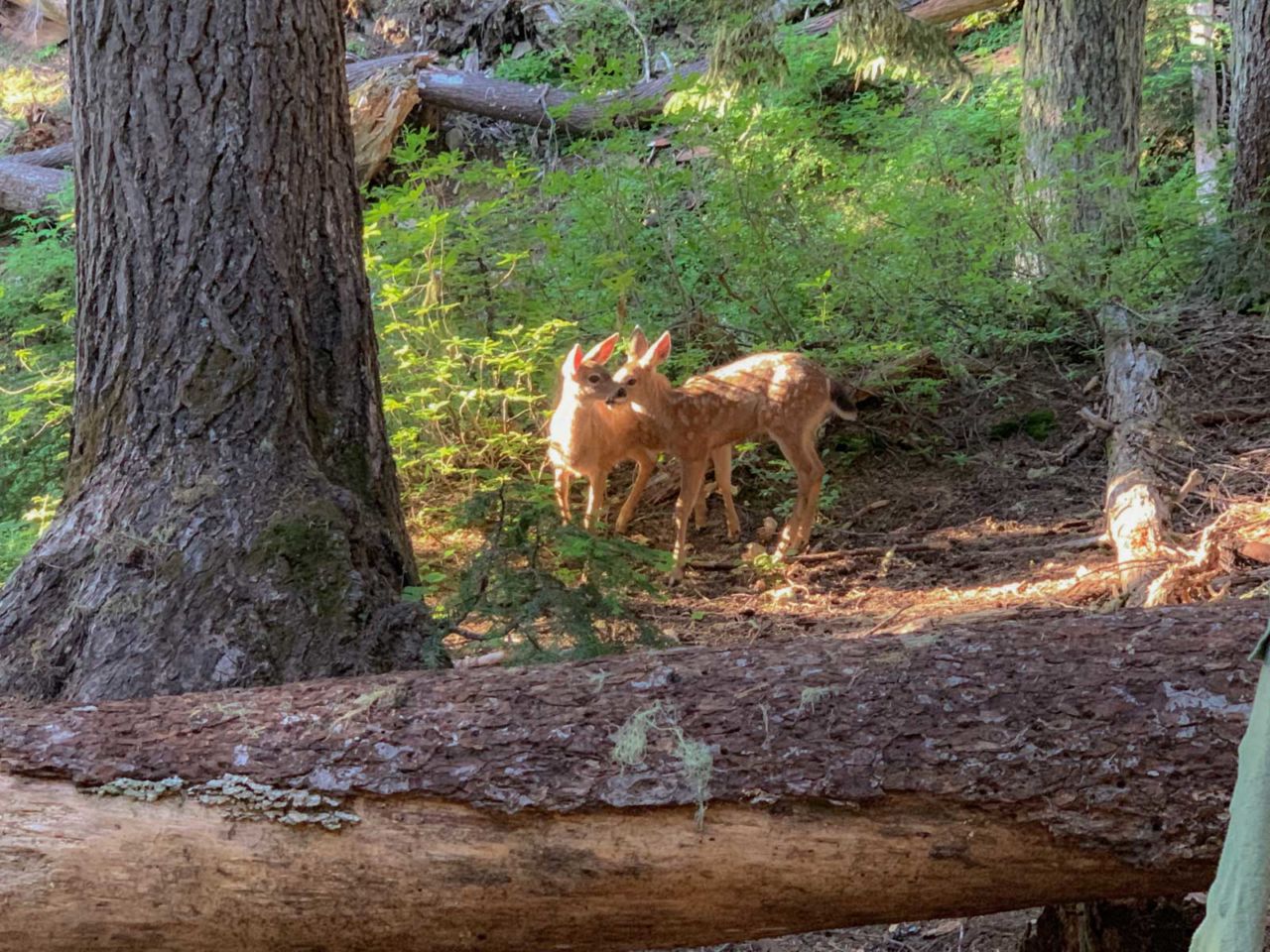 Deer at Devils Dream Camp