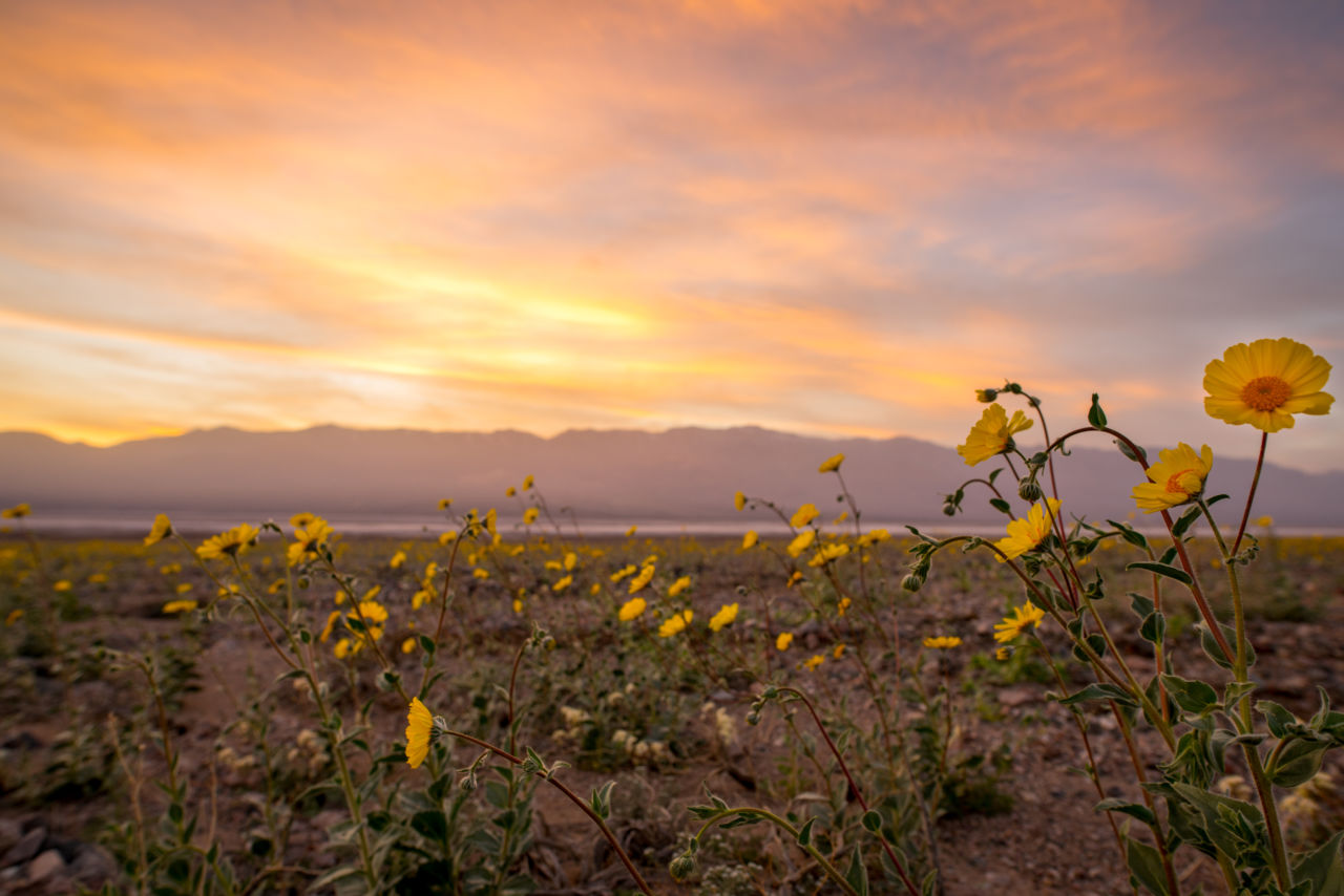 Superbloom Sunset - photo by Jason Fitzpatrick (@themuirproject)