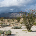Ocotillo Storm - photo by Jason Fitzpatrick (@themuirproject)