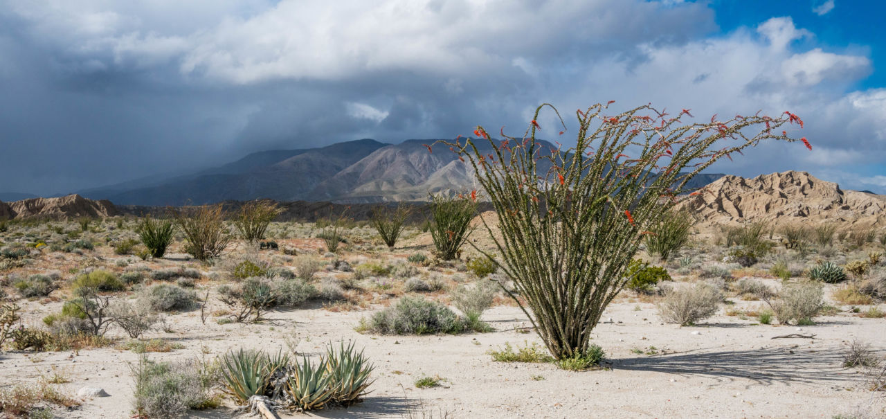 Ocotillo Storm - photo by Jason Fitzpatrick (@themuirproject)