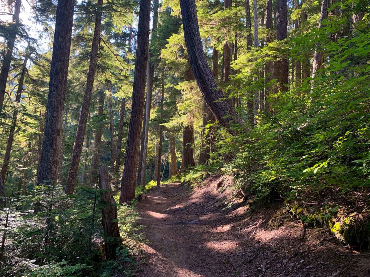 Perfectly padded tread on the Wonderland Trail