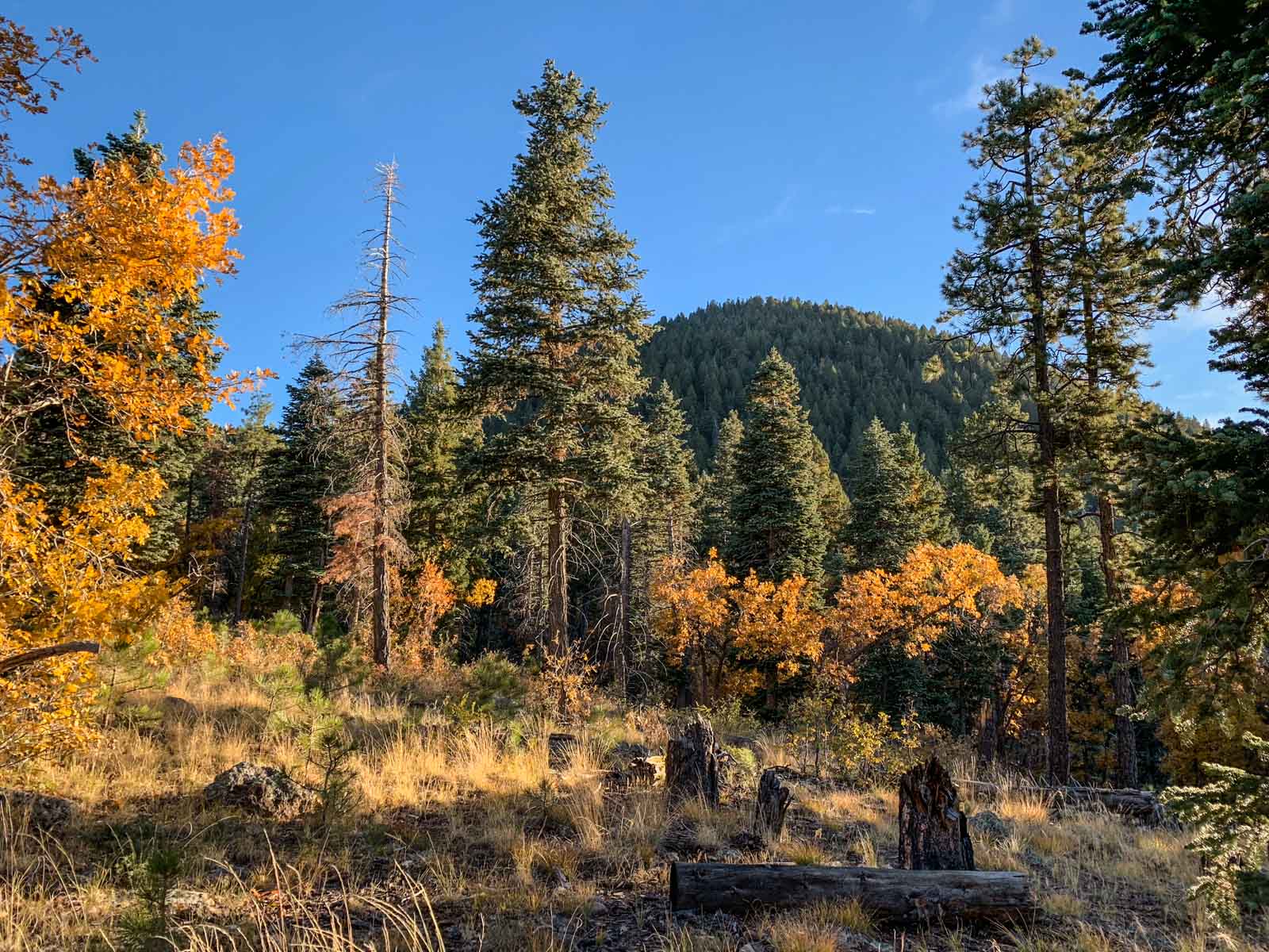 Hiking Bill Williams Mountain