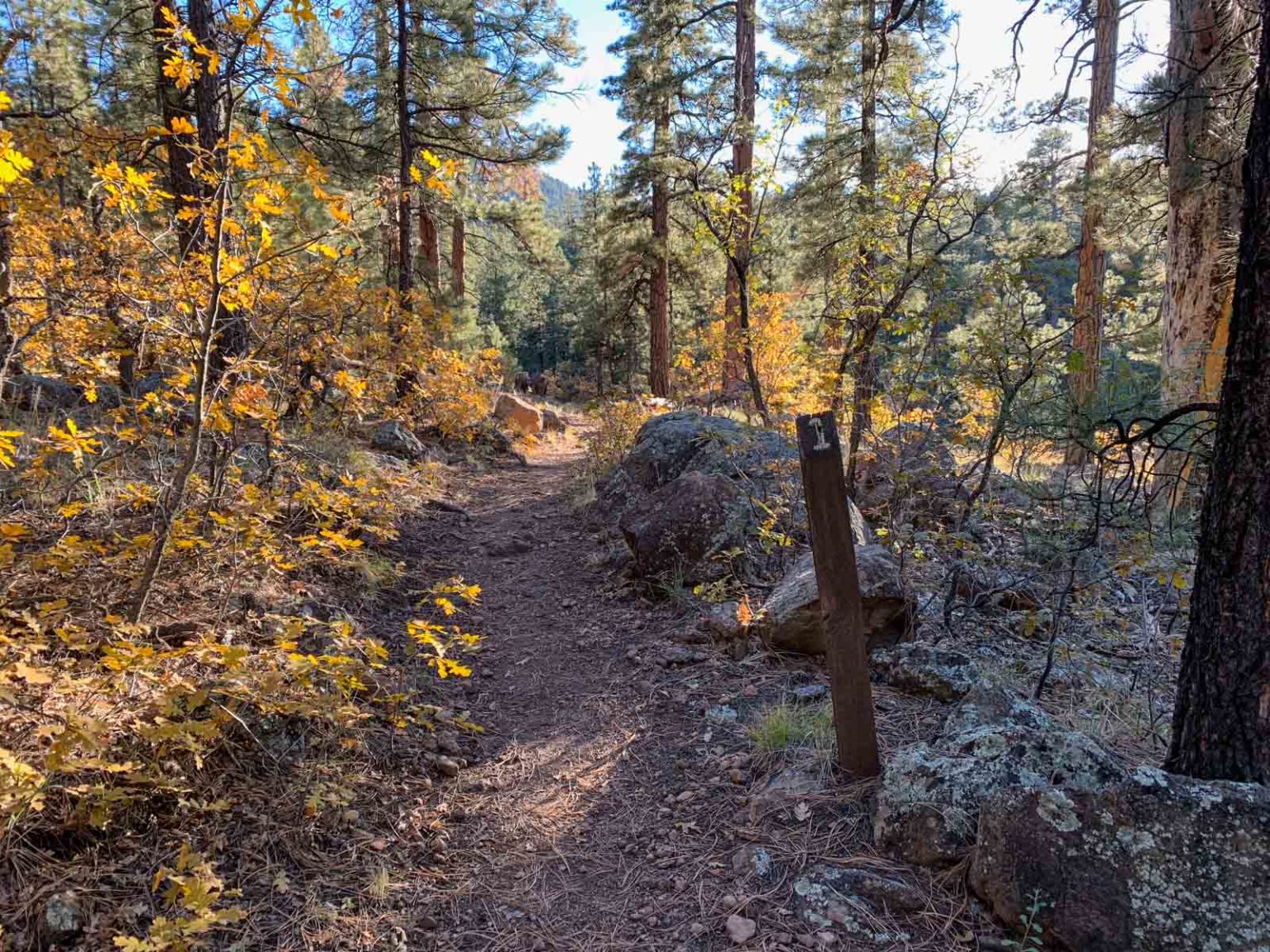 Hiking Bill Williams Mountain – SoCal Hiker