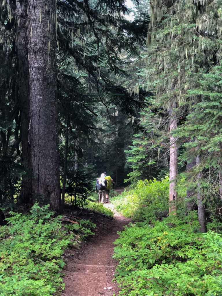 Deeper into the forest on the Wonderland Trail