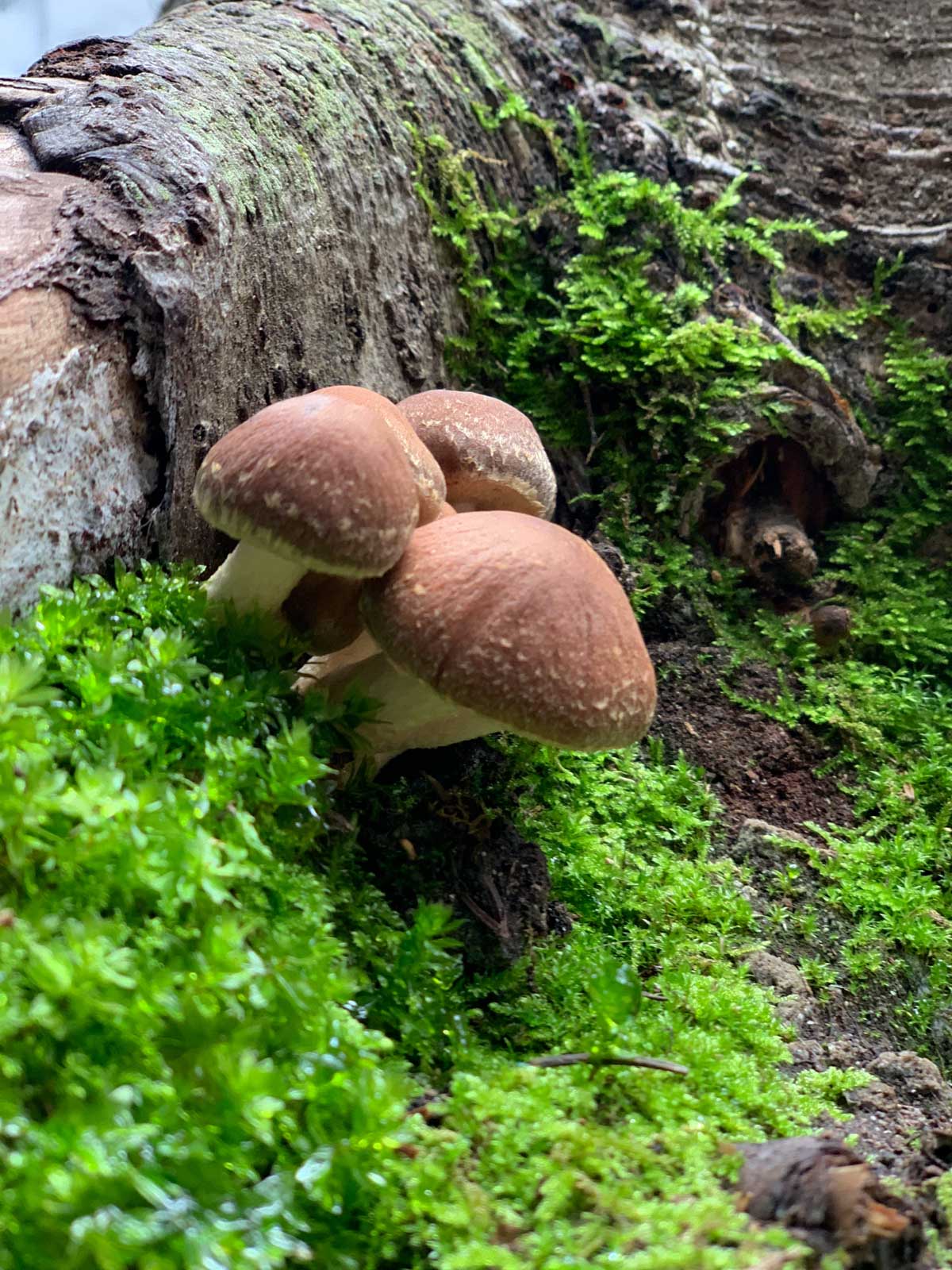 Mushrooms near Granite Creek camp