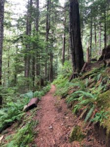 Trail to South Mowich River on the Wonderland Trail