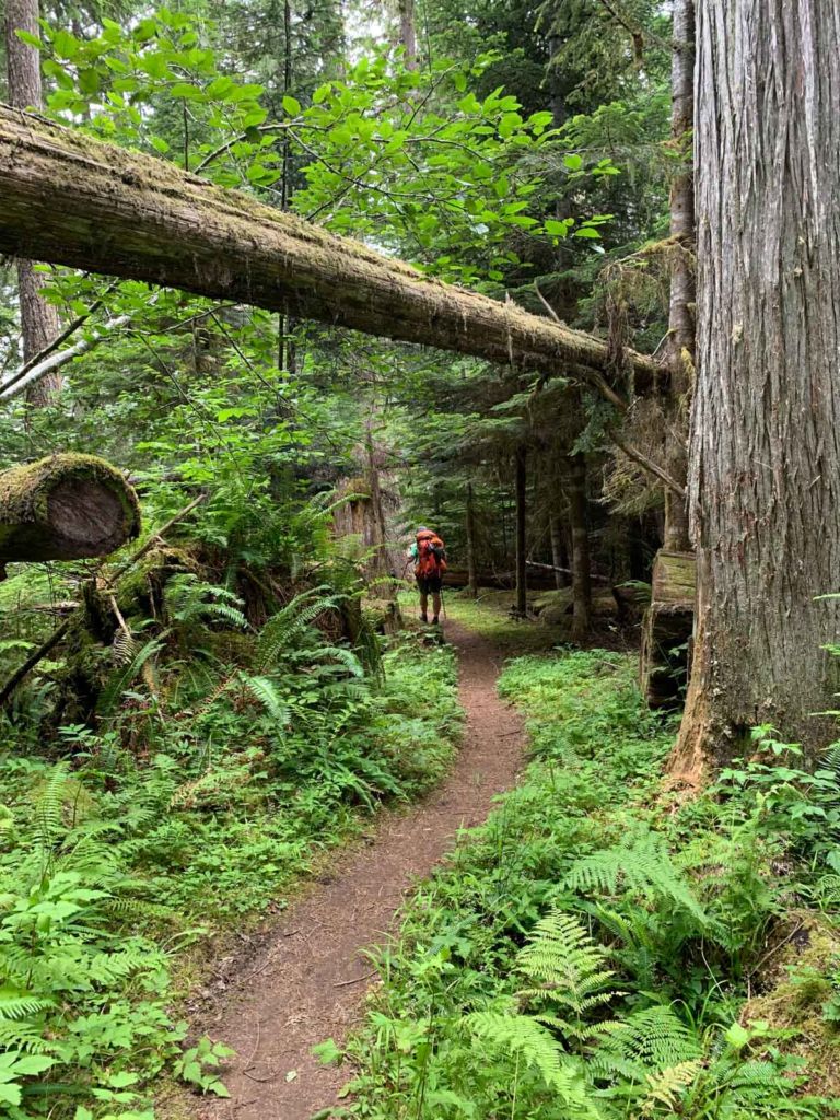 Trail to South Mowich River Camp