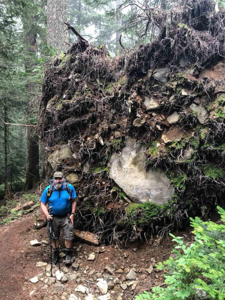 Fallen tree on the Wonderland Trail