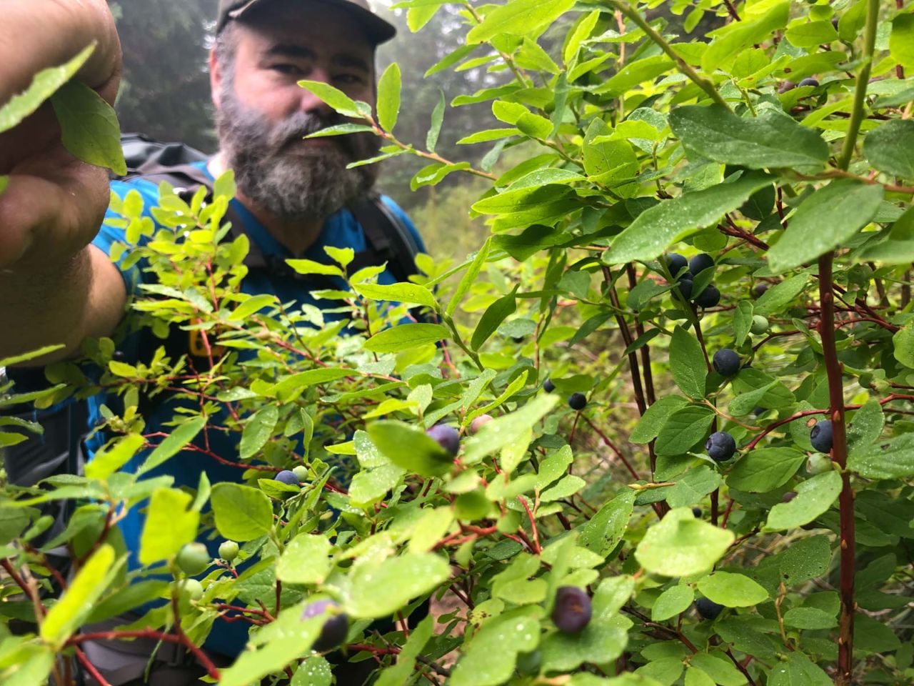 Jason harvesting blueberries on the Wonderland Trail