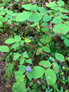 Wild blueberries on the Wonderland Trail