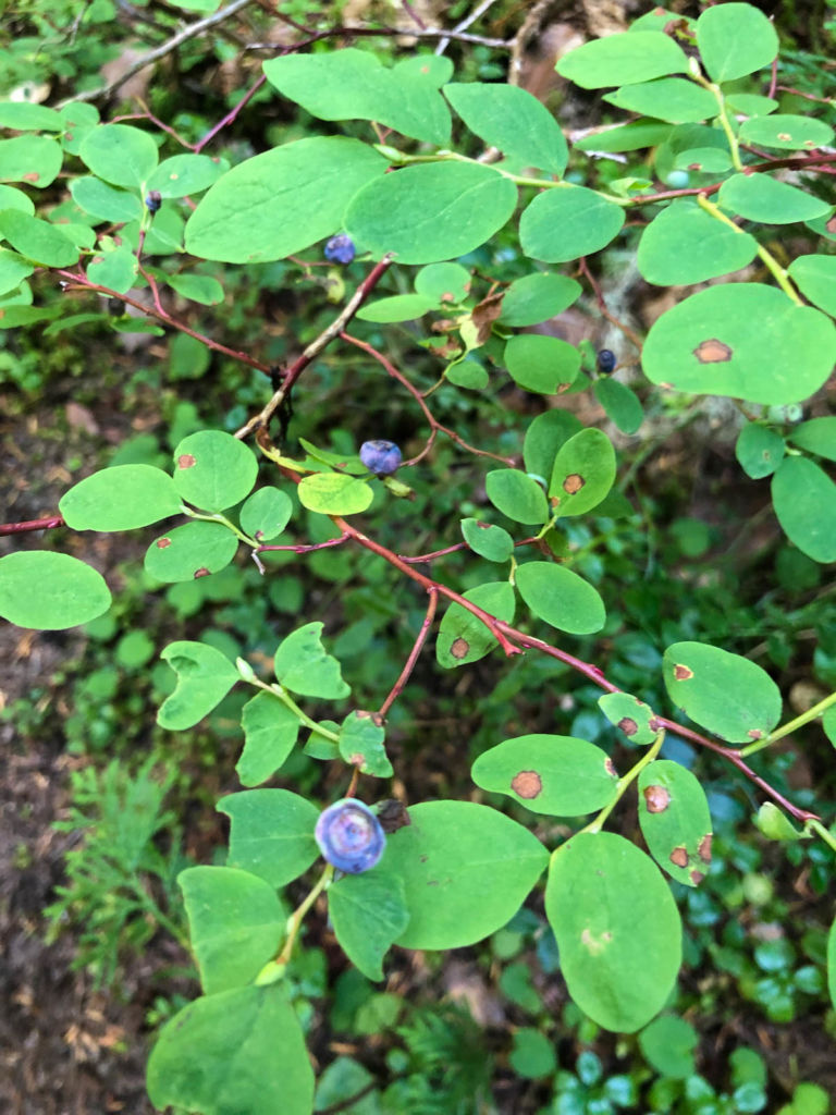 Wild blueberries on the Wonderland Trail