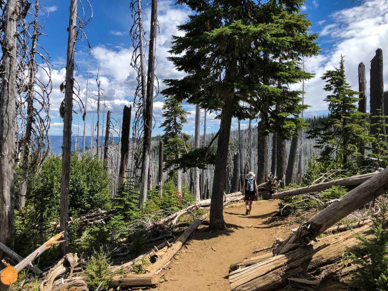 Lots of dead trees