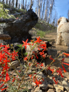 Scarlet Gilia (Skyrocket)