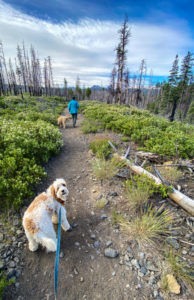 Dogs on the Chush Falls Trail