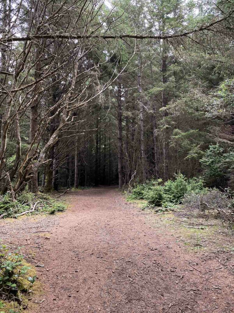 The forest gets thick and dark