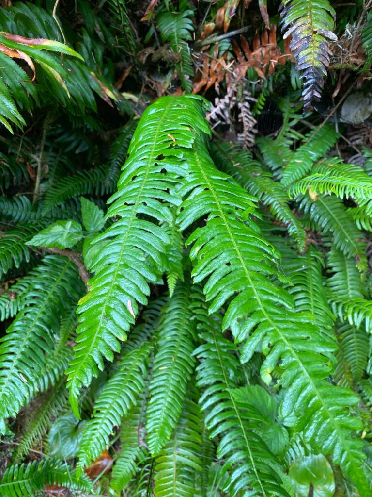 Deer Fern