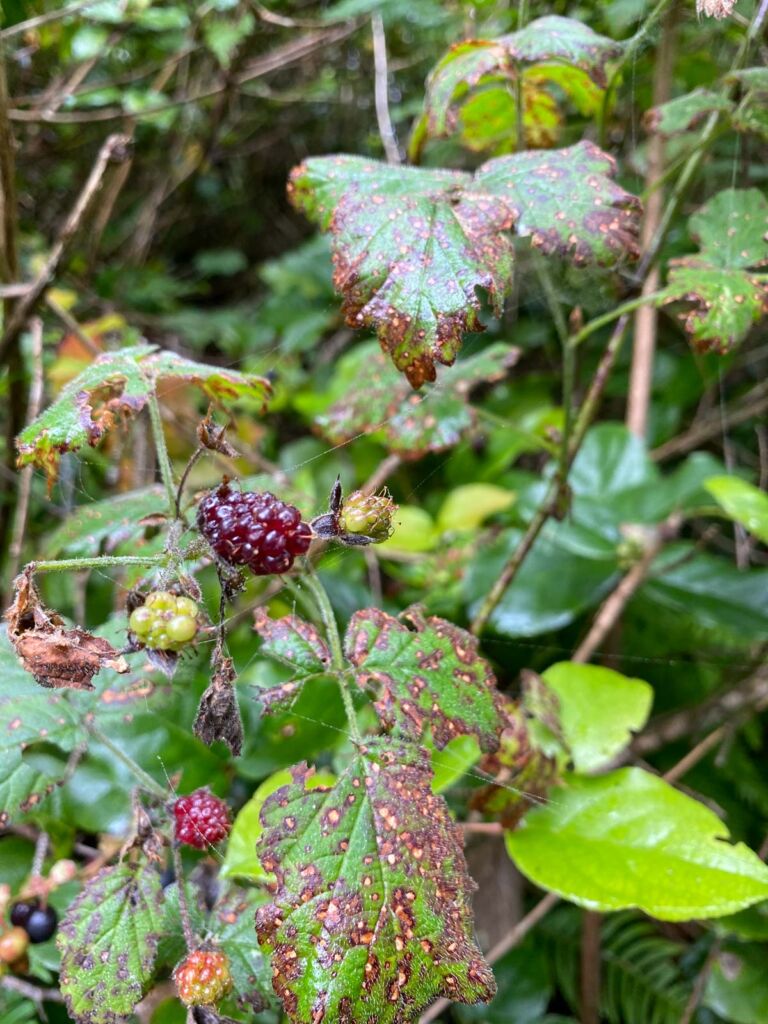 Blackberries on the OCT