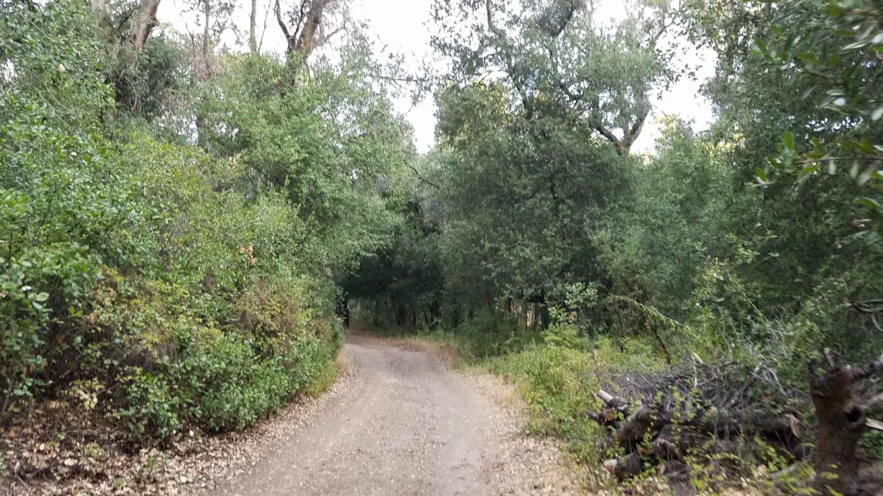 Start of the hike along the wooded section