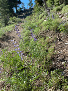Hiking Bonanza Peak in the Spring Mountains National Recreation Area - SoCal Hiker
