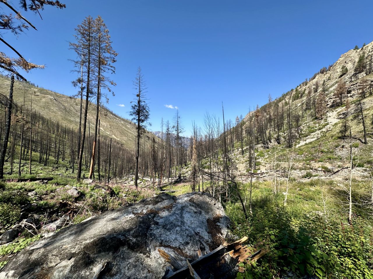 Regrowth from the 2024 Wapiti Fire